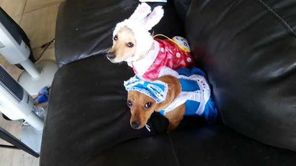 Alice In Wonderland Dogs