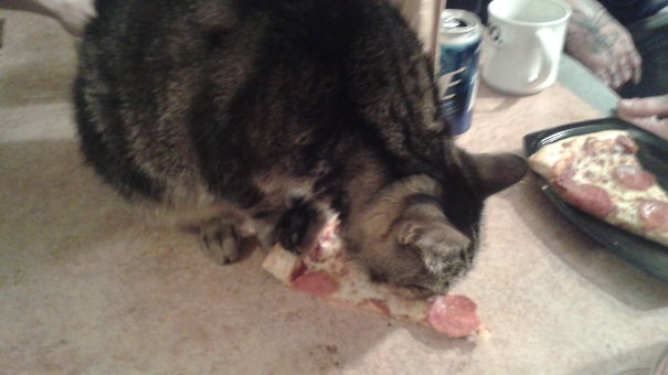 She Stole A Piece Of Pizza Right Before Sitting On A Birthday Cake.