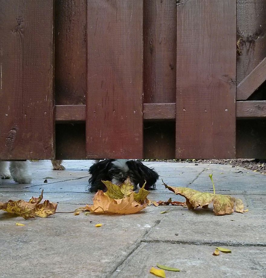 Poop Smells Better On The Other Side If The Fall Fence