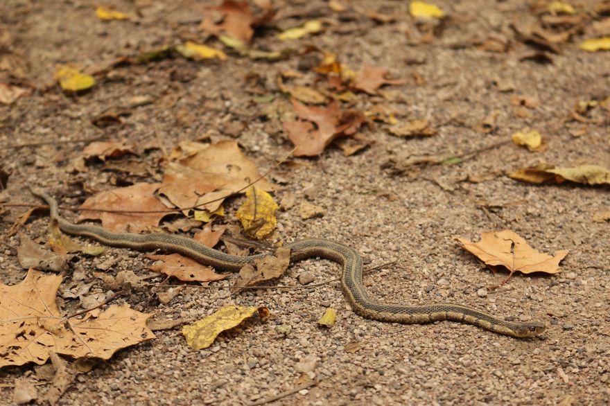 Almost Stepped On It!