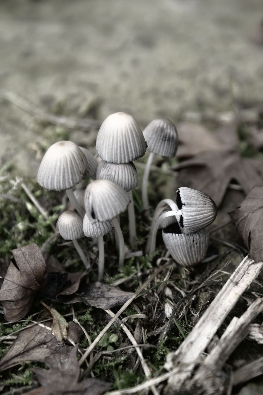 Mini Shrooms