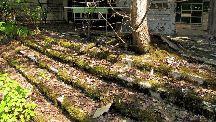 Life In Chernobyl After The Accident: Nature Wins The Battle Against Civilization Life In Chernobyl After The Accident: Nature Wins The Battle Against Civilization