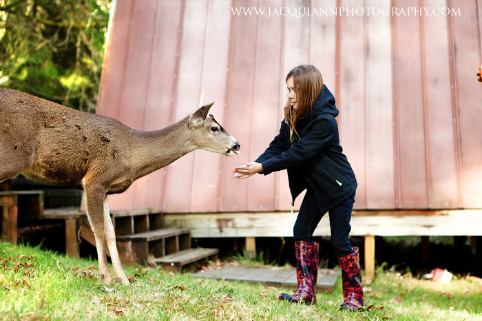 Feeding The Deer At The Cabin - Jacqui Ann