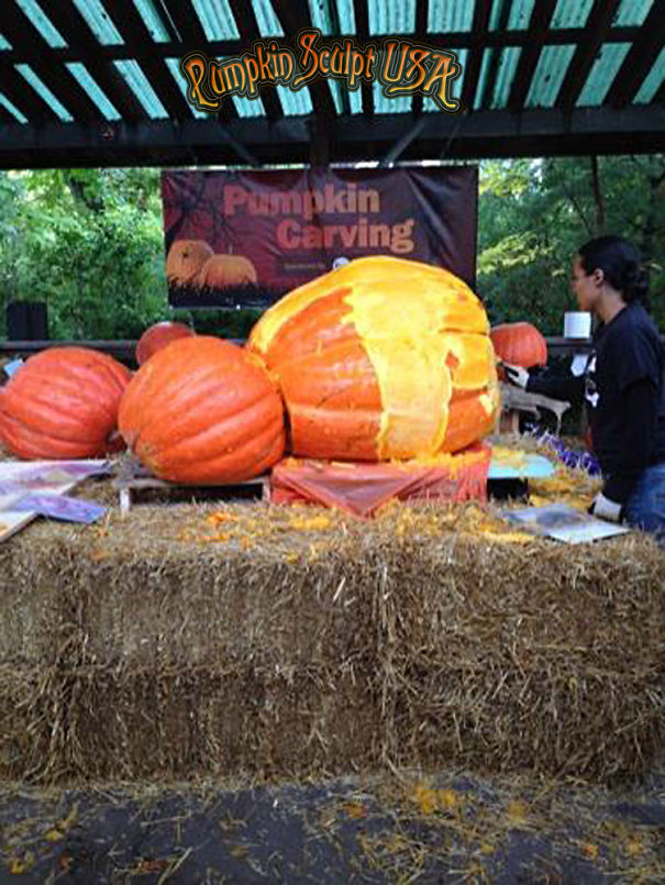 900lb Pumpkin Carving Raises Awareness Of Elephant Killings 900lb Pumpkin Carving Raises Awareness Of Elephant Killings