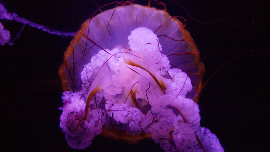 Barcelona Media Design / Jellyfish, Atlantis, The Bahamas