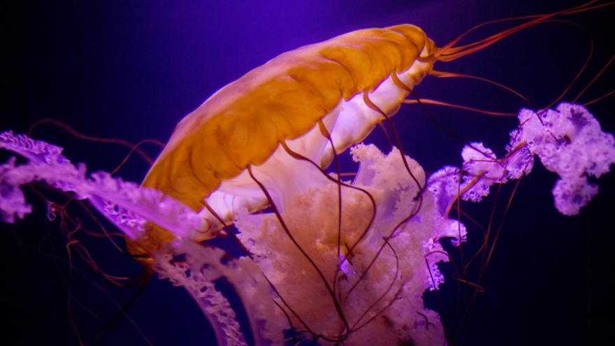 Barcelona Media Design / Jellyfish, Atlantis, The Bahamas