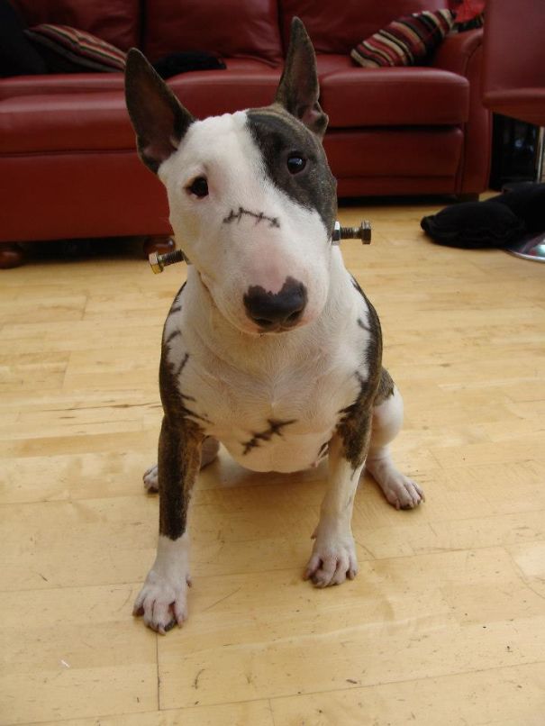 Sparky From Frankenweenie