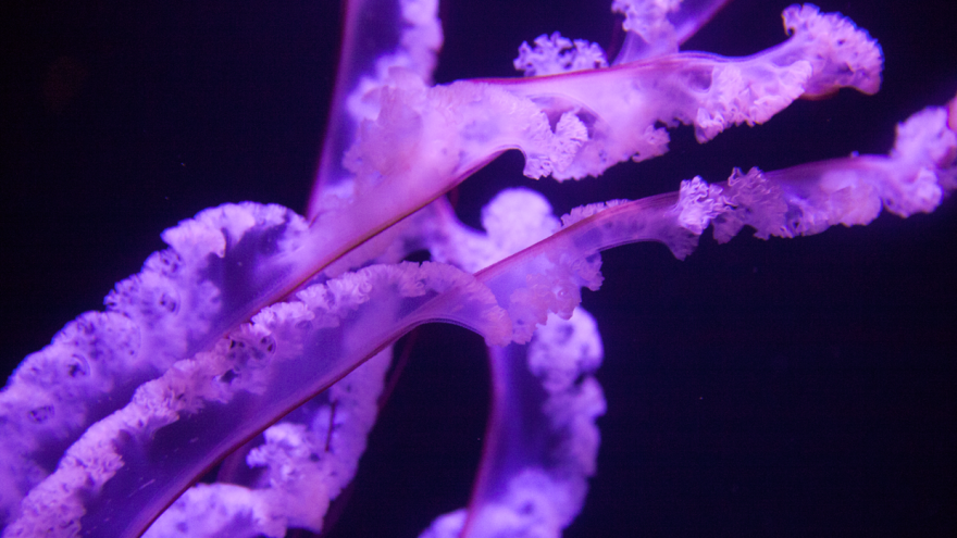 Barcelona Media Design / Jellyfish, Atlantis, The Bahamas