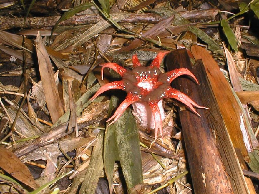 Hawaiian Sticky Squid Aseroe Rubra