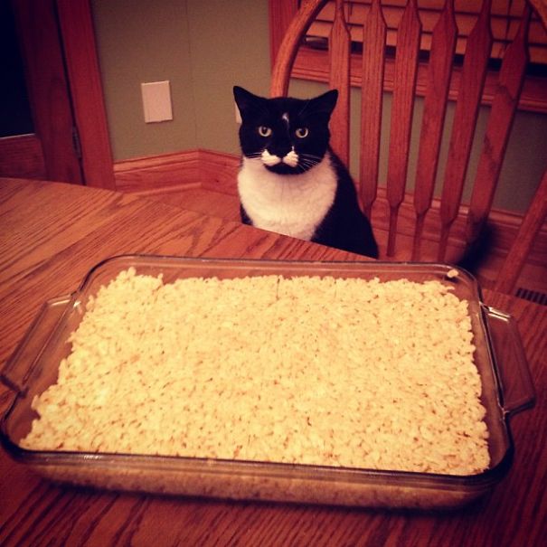 Cat Wants Krispie