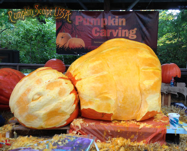 900lb Pumpkin Carving Raises Awareness Of Elephant Killings 900lb Pumpkin Carving Raises Awareness Of Elephant Killings