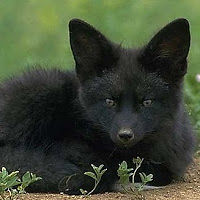 rebeccadogson avatar