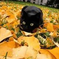 laura-a-nelson-12 avatar