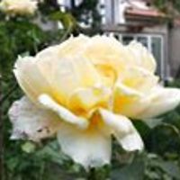 kerekes.janos.94 avatar