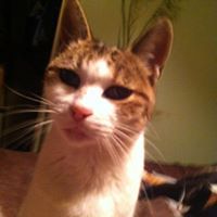 jantina.vanderburg avatar