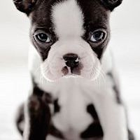 raphael.caval avatar