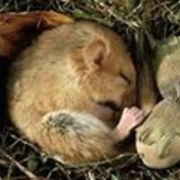 Allison.L.Griffiths avatar