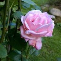 johanna.saari.3 avatar