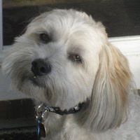 patricia-briscoefowler avatar