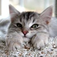 tanya-kehayova-18 avatar