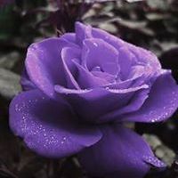 jeanette-appicezeitz avatar