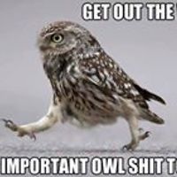 laydeehawke3000 avatar