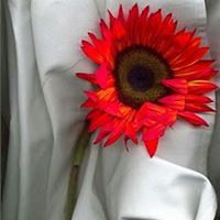 patricia-sirois-167 avatar