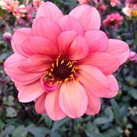 Benicia.JackLondonTown avatar