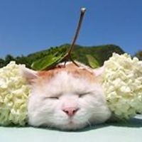 nina.sahnazarov avatar