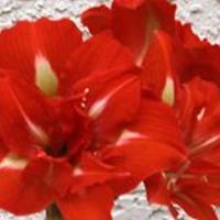 laura.rouyer.1 avatar