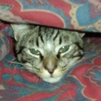 rob-kennedy-3532 avatar