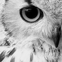 kafkavyskocilova avatar