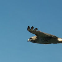 andreavaughan avatar