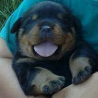 joel.a.deleon.7 avatar