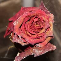 julie.bullen.39 avatar