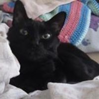 debbie-vivirito-5 avatar