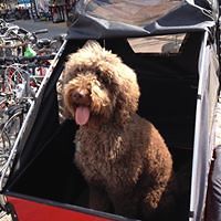 yvette.titteldebruijn avatar