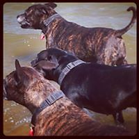 zaharia-sarros avatar