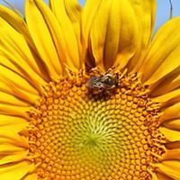 holly-vanwieren avatar