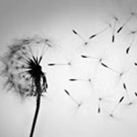 ducksrocksocks avatar