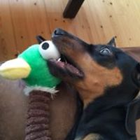 lisbet.gustafsson avatar