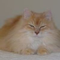 lynn-korbel-9 avatar