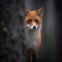 leopoldine-zola avatar