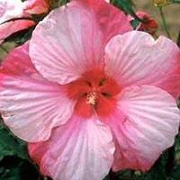 gale-christen avatar