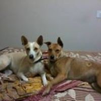 bhumika.chawladsouza avatar