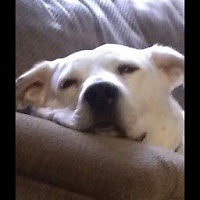 davidmansfield avatar