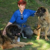 rodica.ghizdareanu avatar