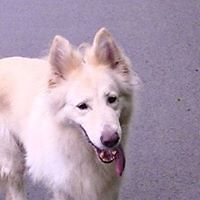 lindaagelling avatar