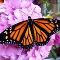 ingrid.strydom.98 avatar