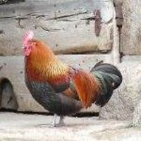 laurent.bariod avatar